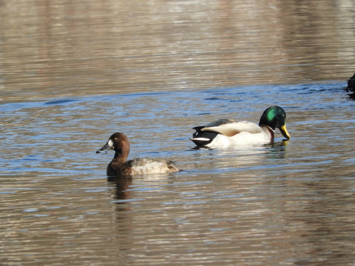 Greater Scaup - ML193187291