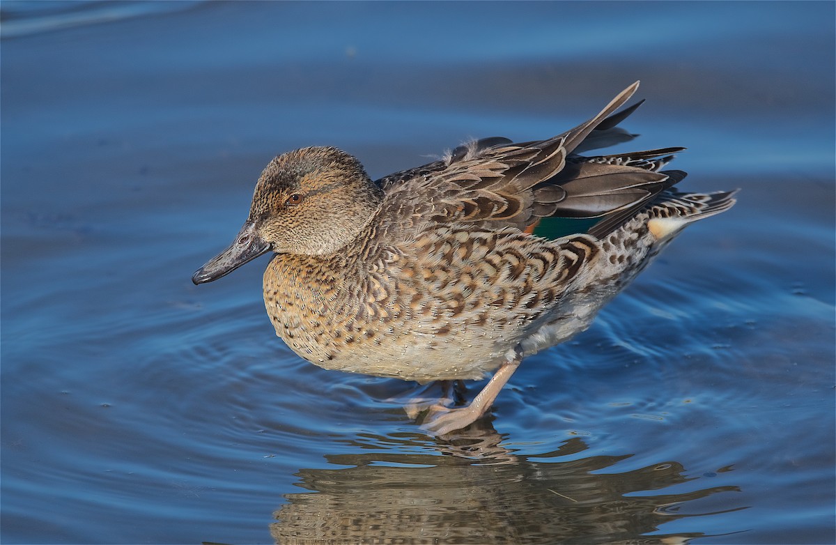 Green-winged Teal - ML193187841