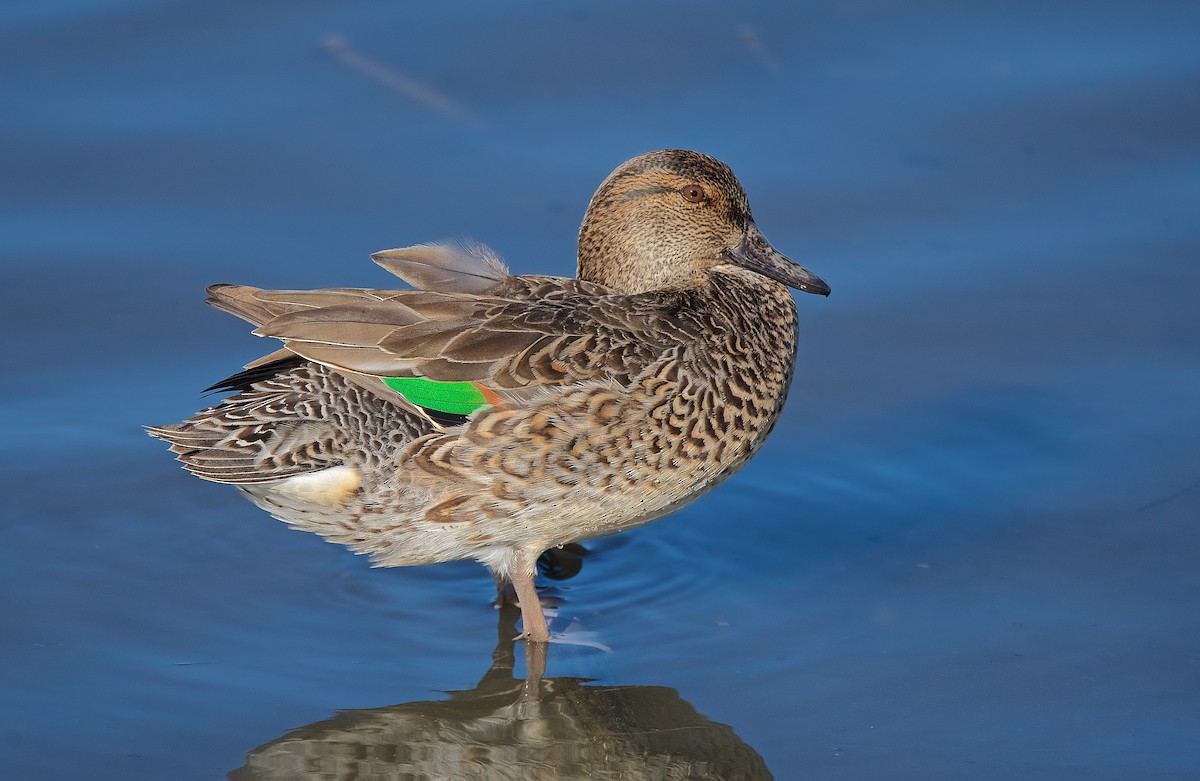 Green-winged Teal - ML193187851