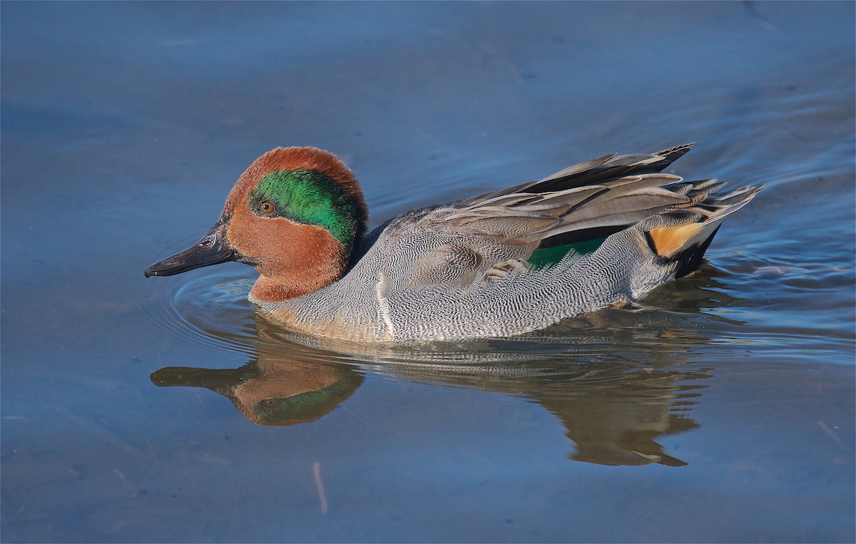 Green-winged Teal - ML193187861
