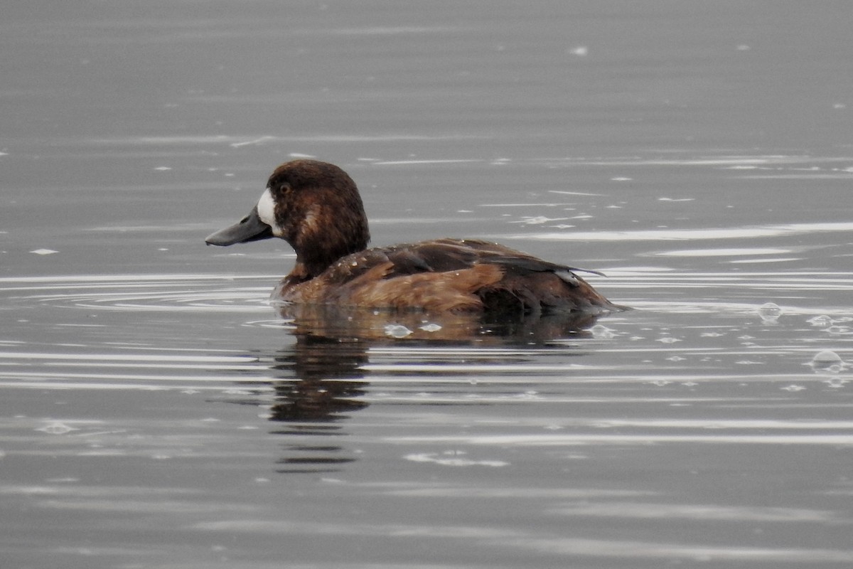 Greater Scaup - Charlotte Morris