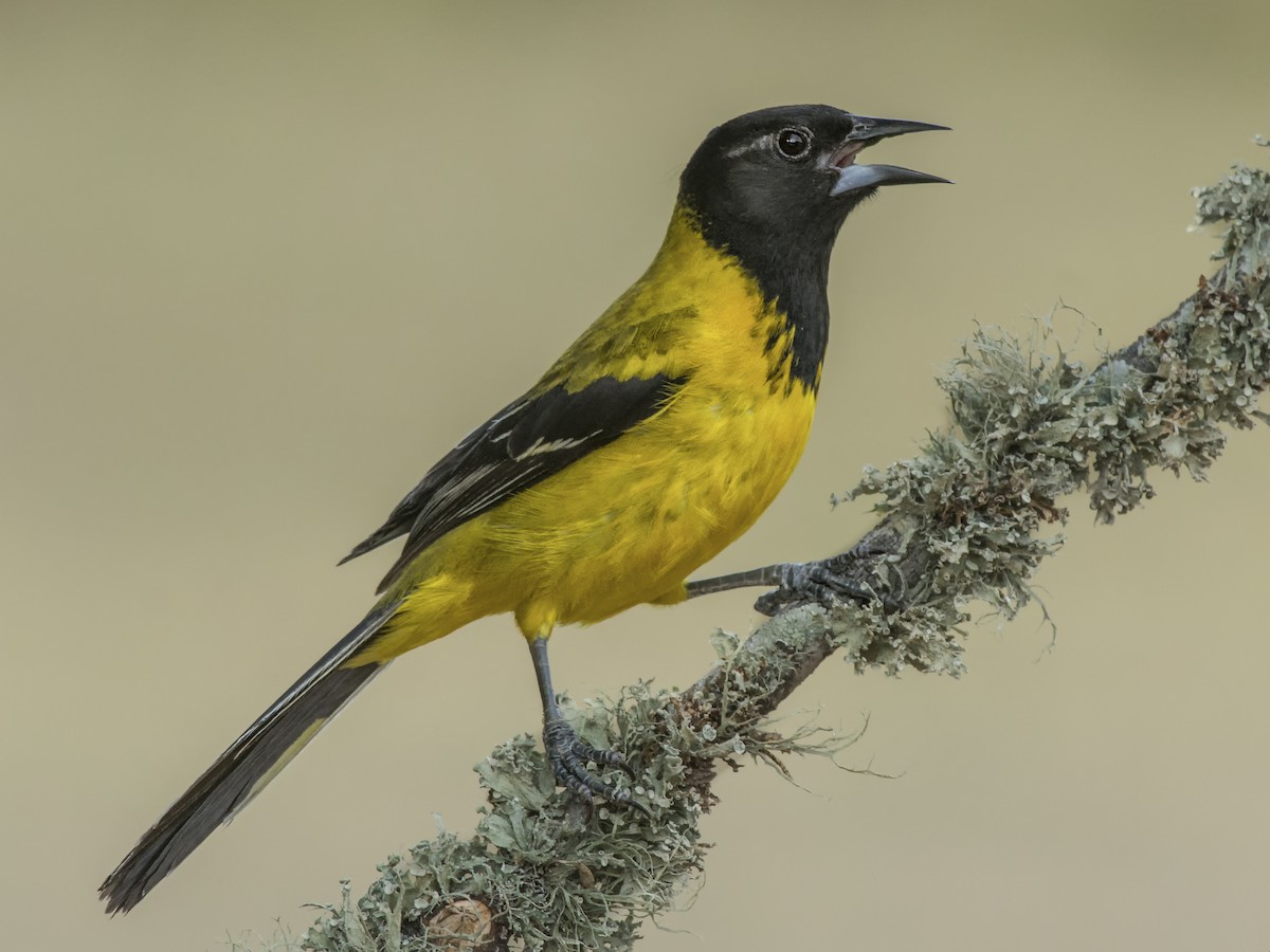 Audubon's Oriole - Icterus graduacauda - Birds of the World