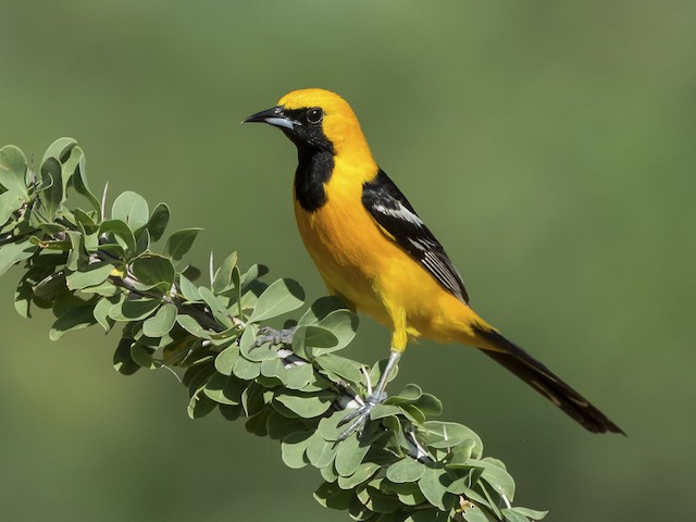 Oriole, Migratory, Songbird, Brightly Colored