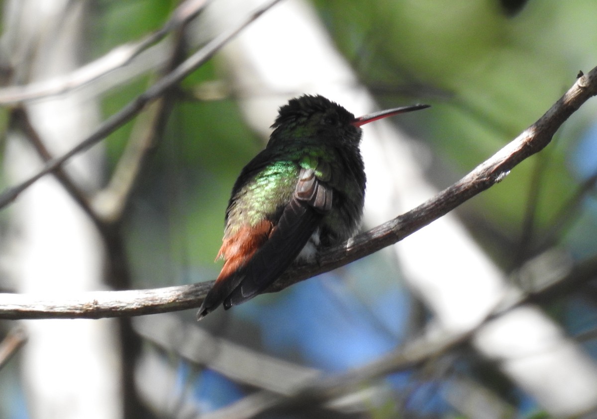 Rufous-tailed Hummingbird - ML193192141