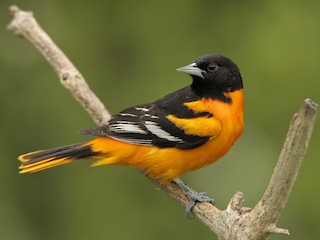 Baltimore Oriole Identification, All About Birds, Cornell Lab of Ornithology