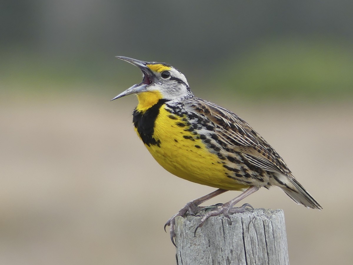 eastern meadowlark