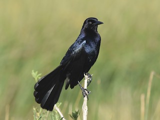  - Boat-tailed Grackle
