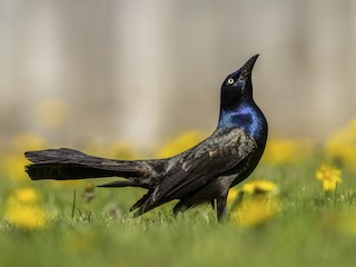  - Common Grackle