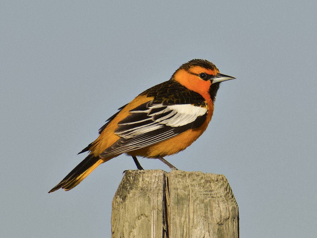 Bullock's Oriole (Birds of Wild Basin) · iNaturalist