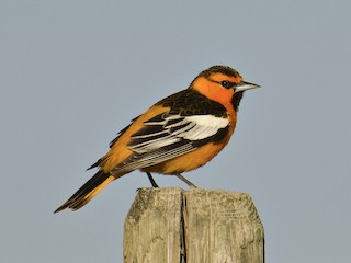 Bullock's Oriole Identification, All About Birds, Cornell Lab of Ornithology