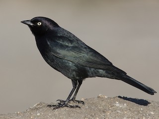 Brewer's Blackbird - Euphagus cyanocephalus - Birds of the World