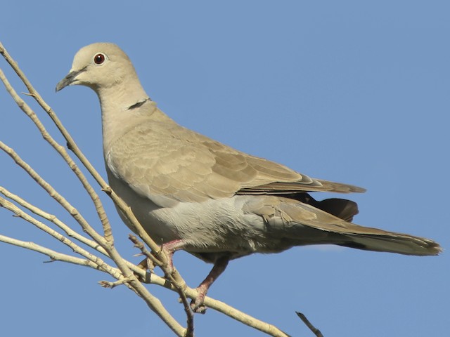 Photos Eurasian Collared Dove Streptopelia Decaocto Birds Of The World
