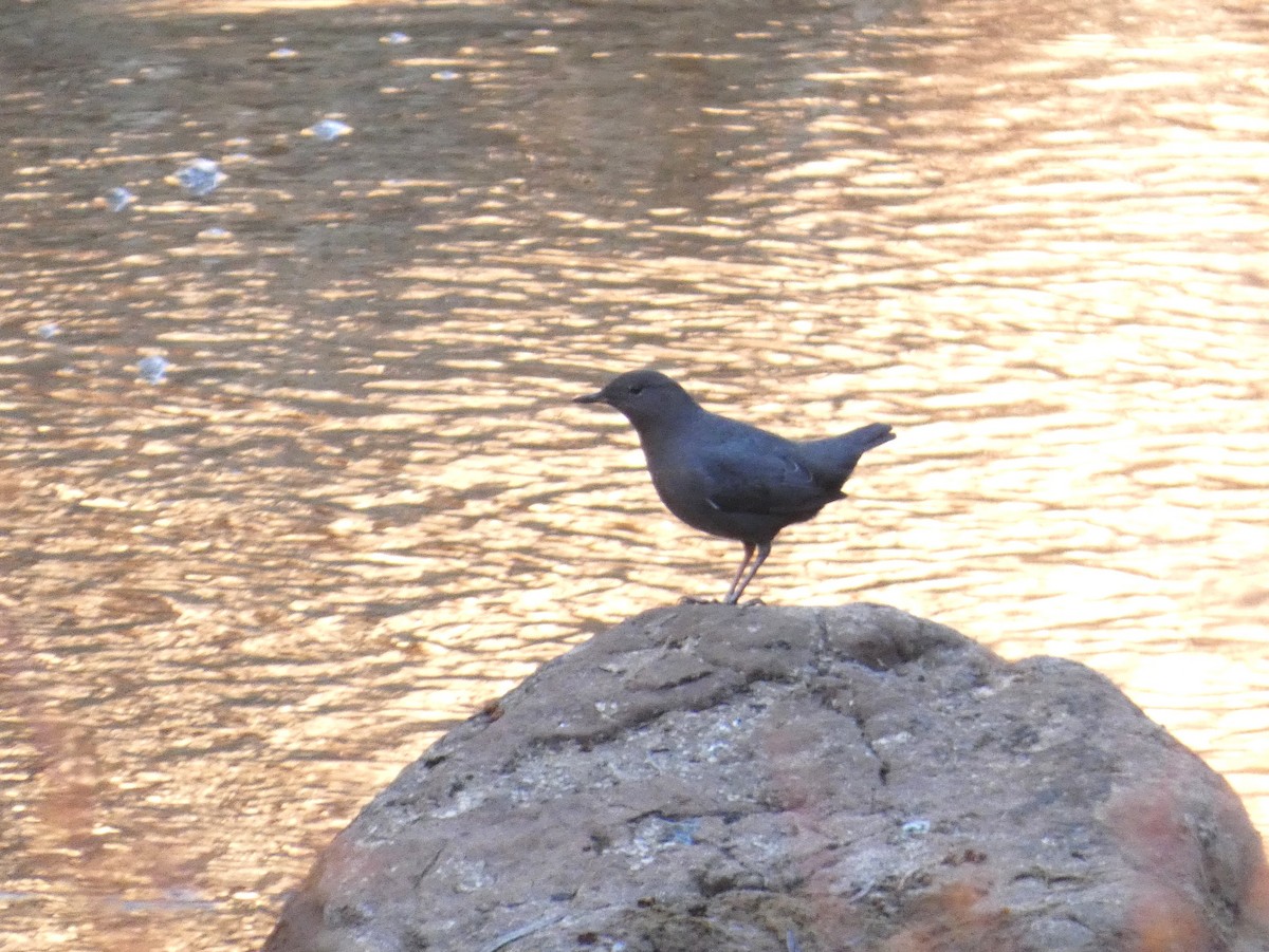 American Dipper - Christopher Rustay