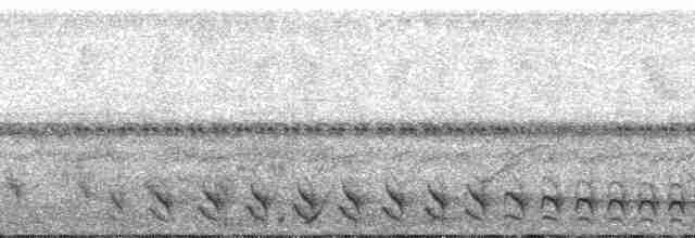 Şeritli Karıncaavcısı [doliatus grubu] - ML193203