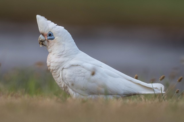 アカビタイムジオウム Ebird