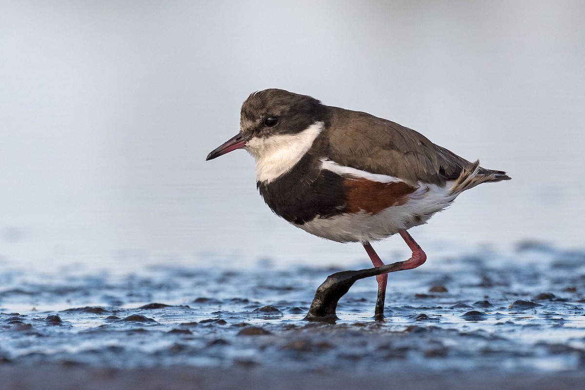 Red-kneed Dotterel - ML193204661