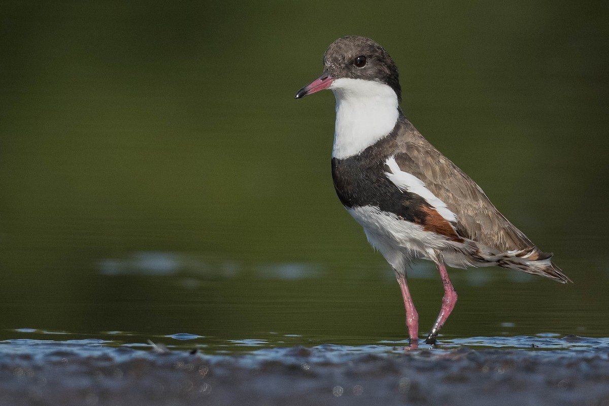 Red-kneed Dotterel - ML193204851