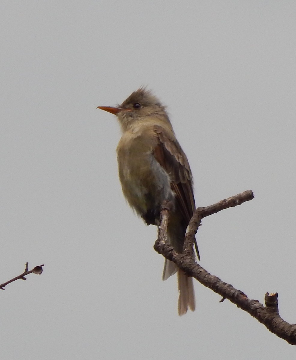 Greater Pewee - ML193205771