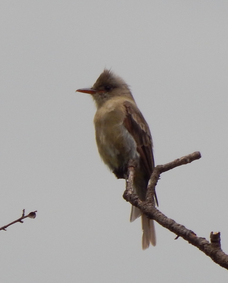 Greater Pewee - ML193205781
