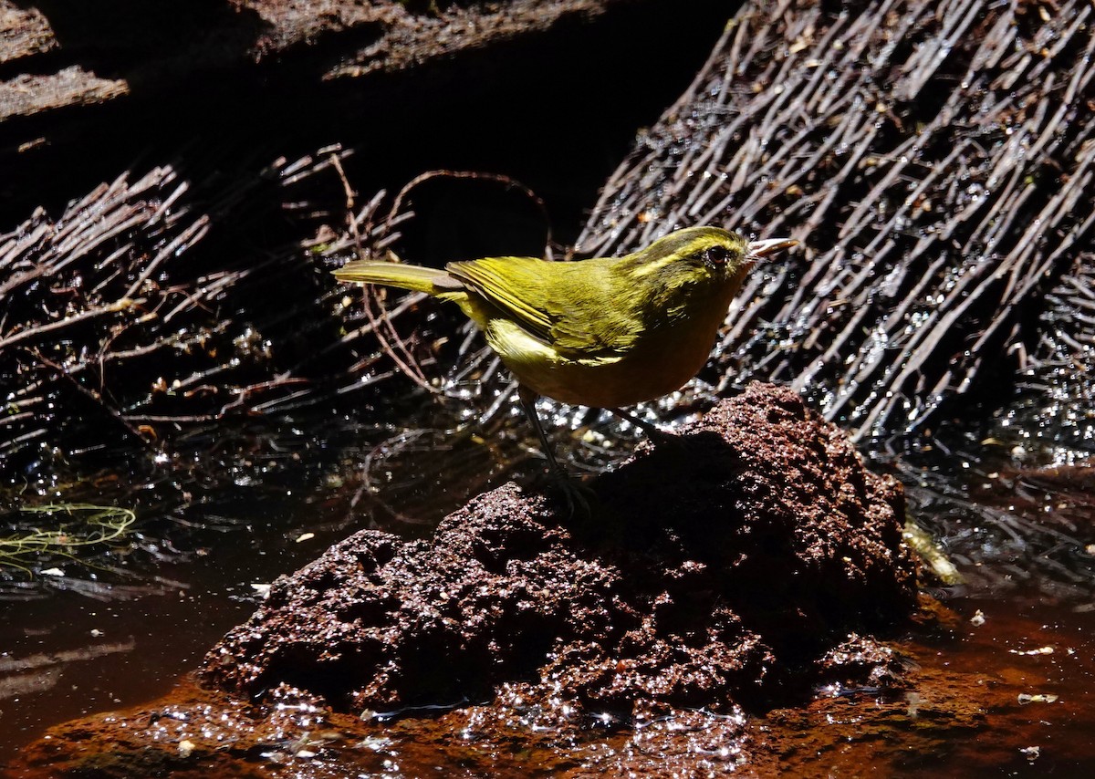 Mountain Leaf Warbler - David Diller