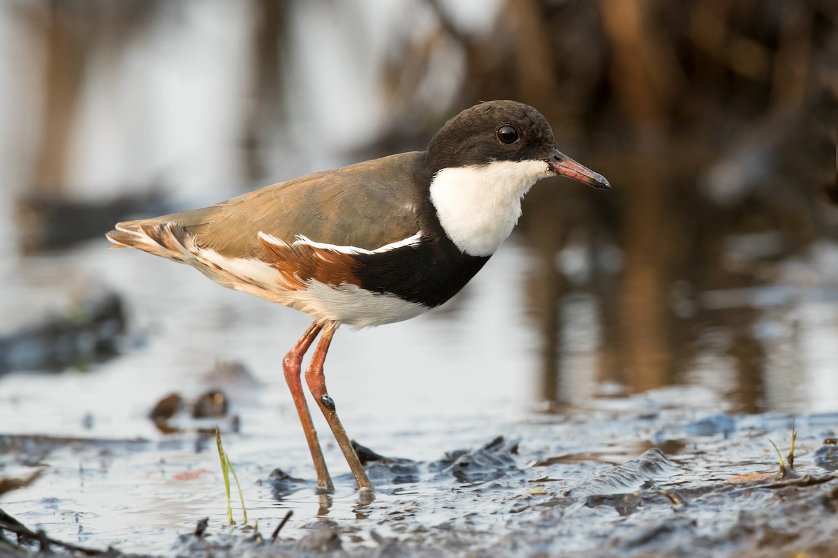 Red-kneed Dotterel - ML193206541