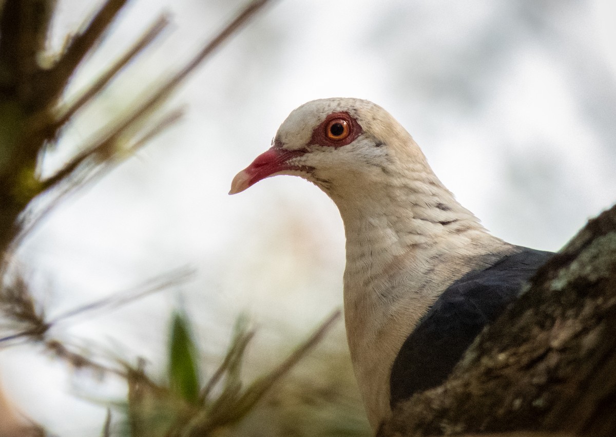 White-headed Pigeon - ML193207001