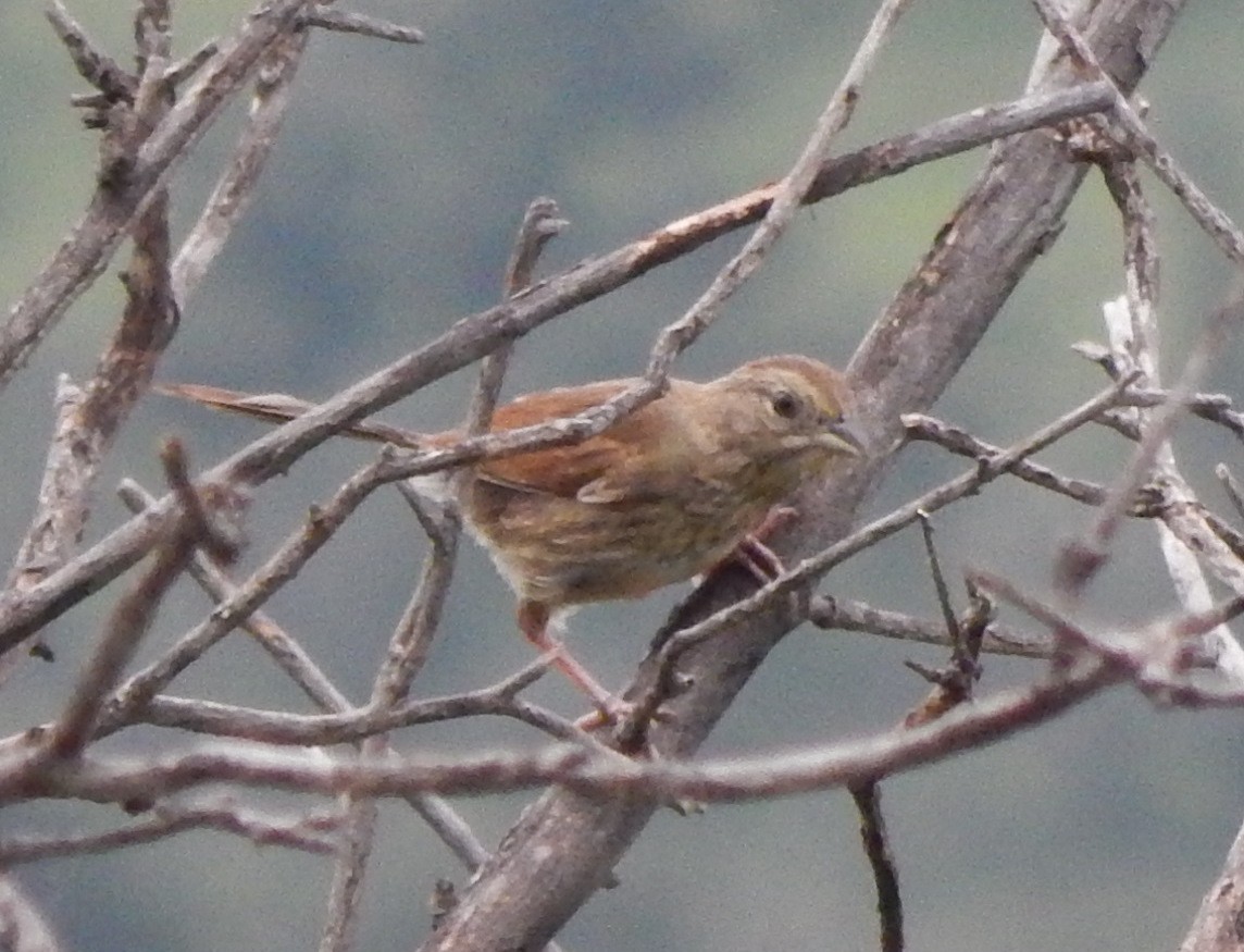 Rusty Sparrow - Eric Hough
