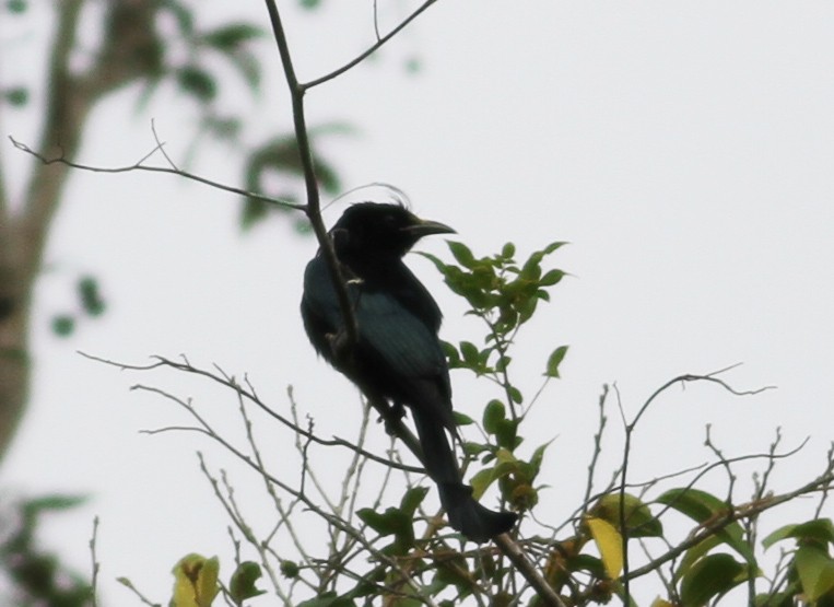 Hair-crested Drongo - ML193210951