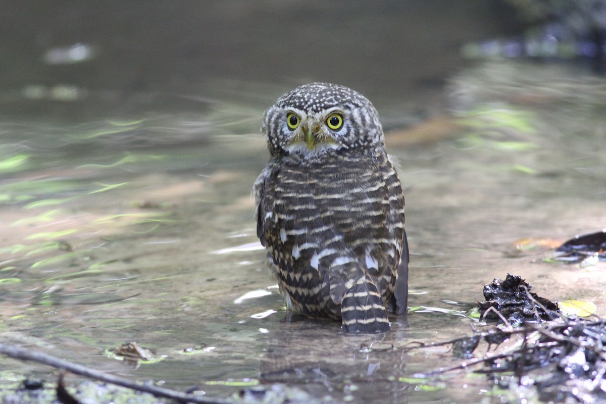 Collared Owlet - ML193212581