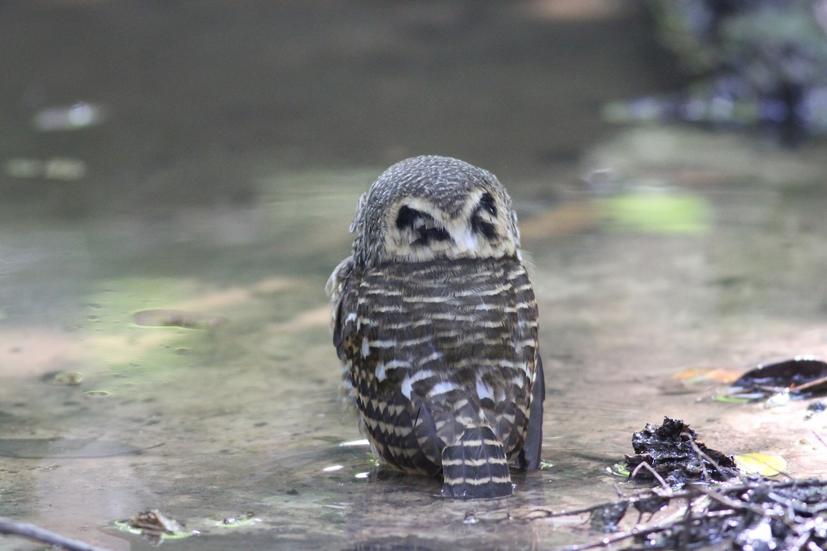 Collared Owlet - ML193212591