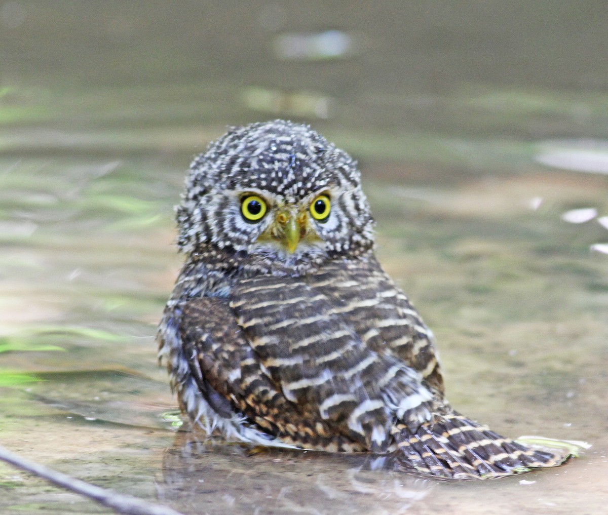 Collared Owlet - ML193212611
