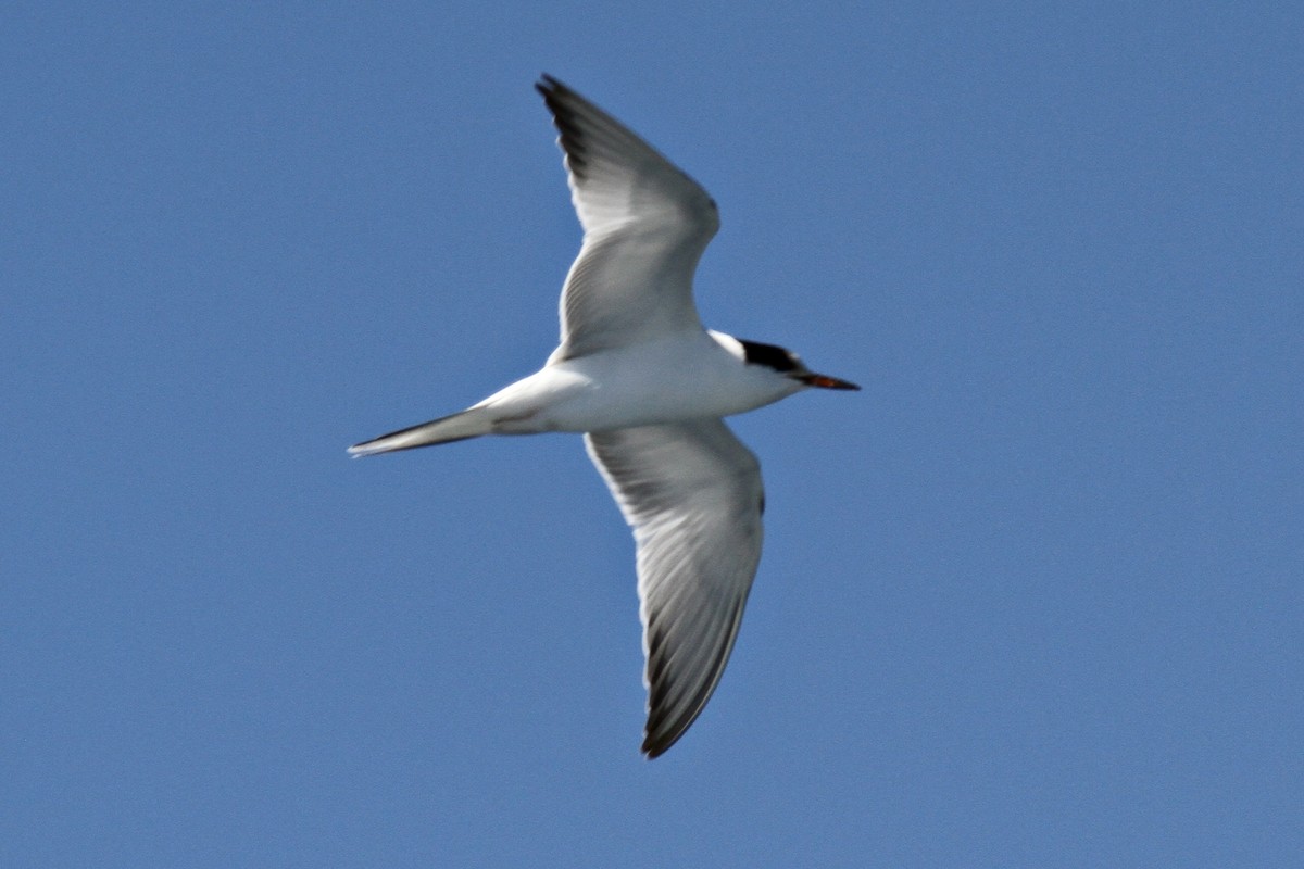 Common Tern - ML193220011