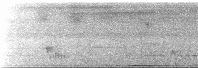 holub běloprsý - ML193226531