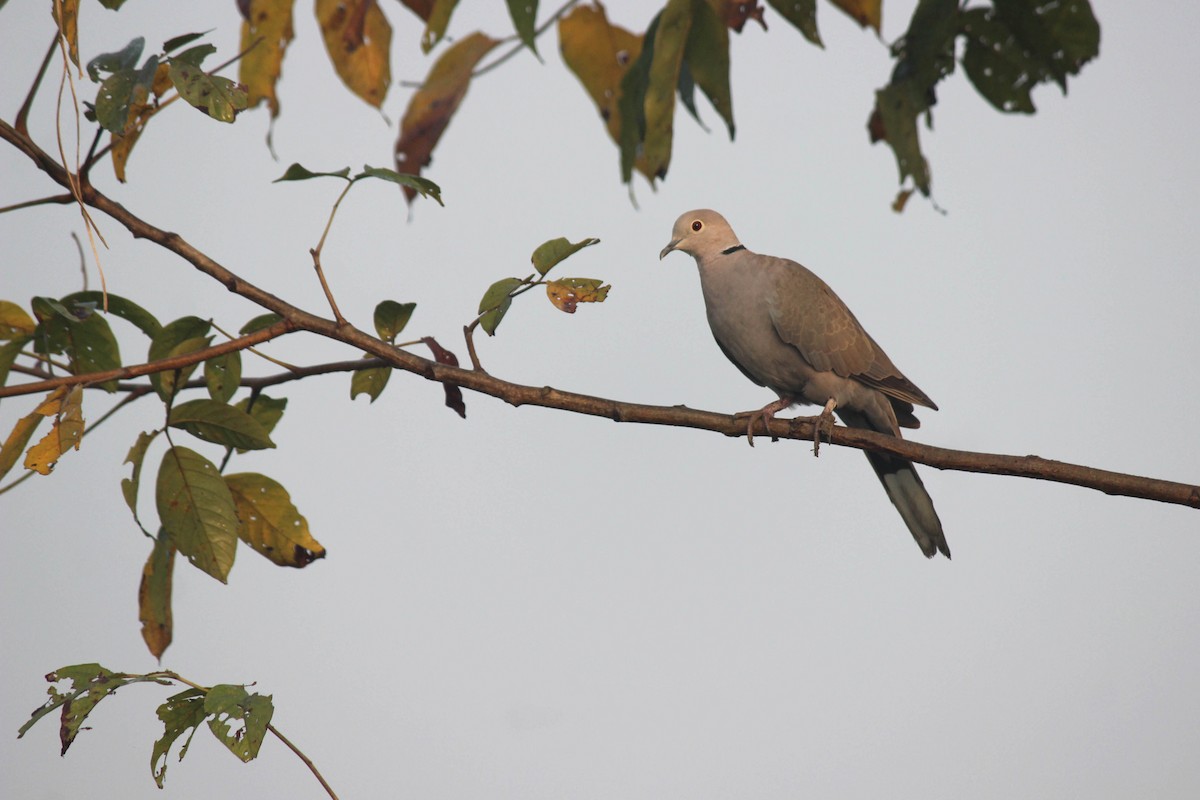 Eurasian Collared-Dove - ML193226821