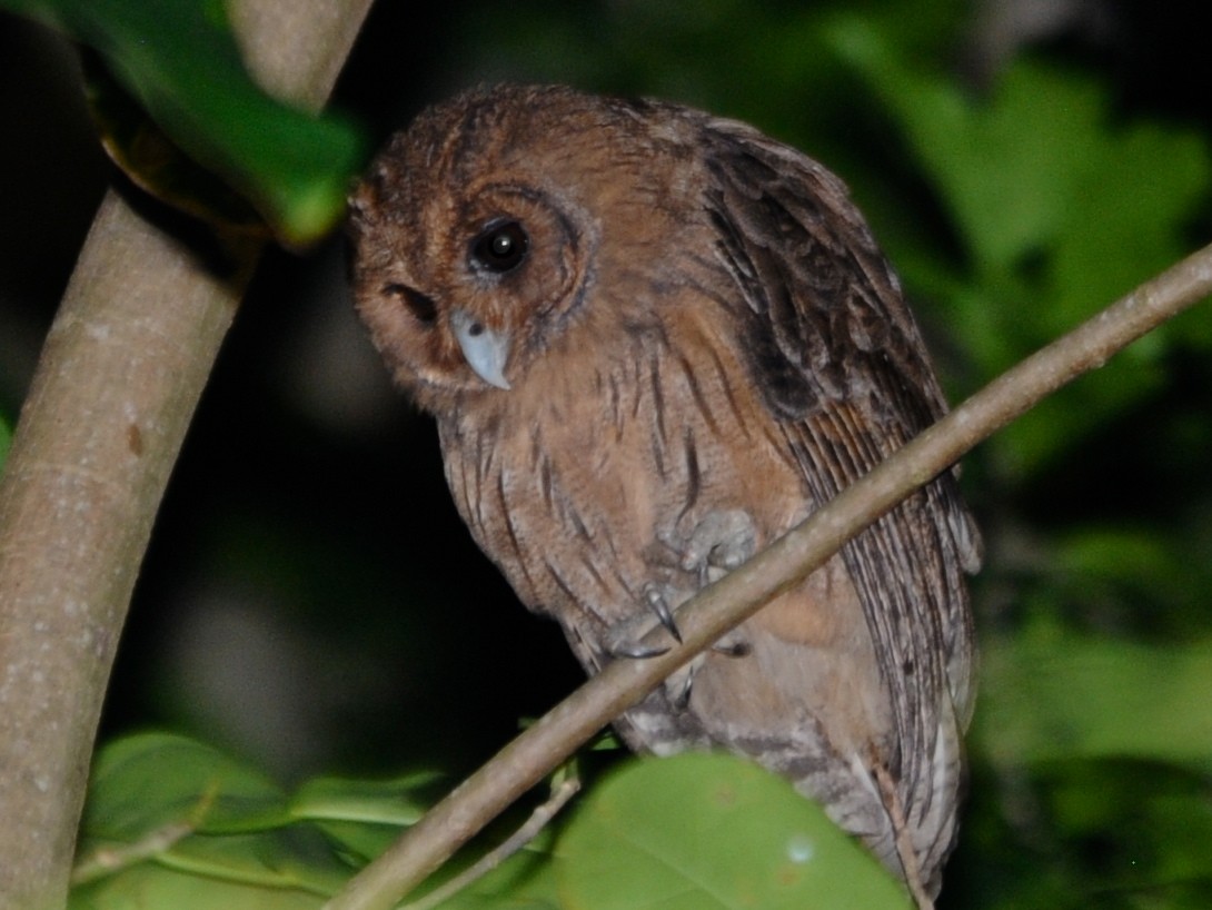 Jamaican Owl - ML193229901
