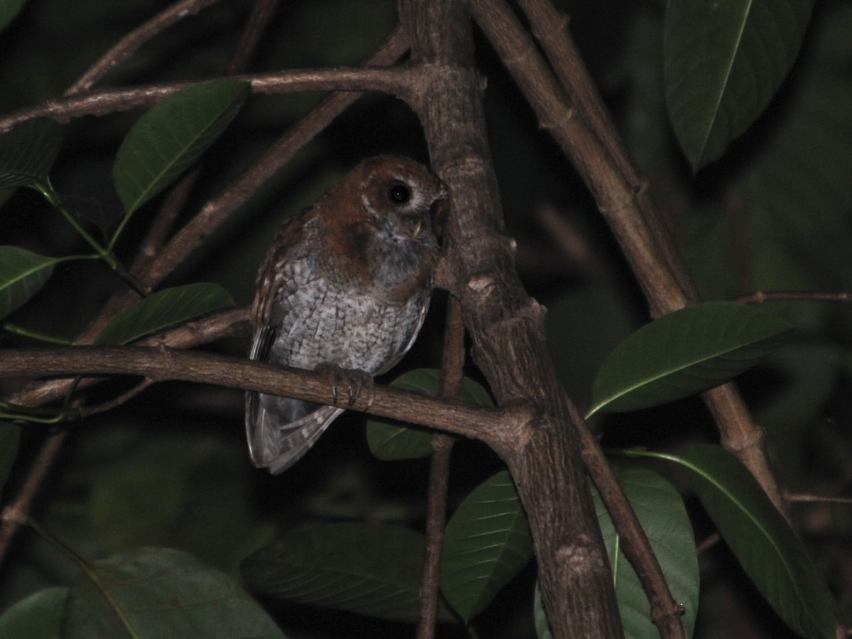 Puerto Rican Owl - ML193230661