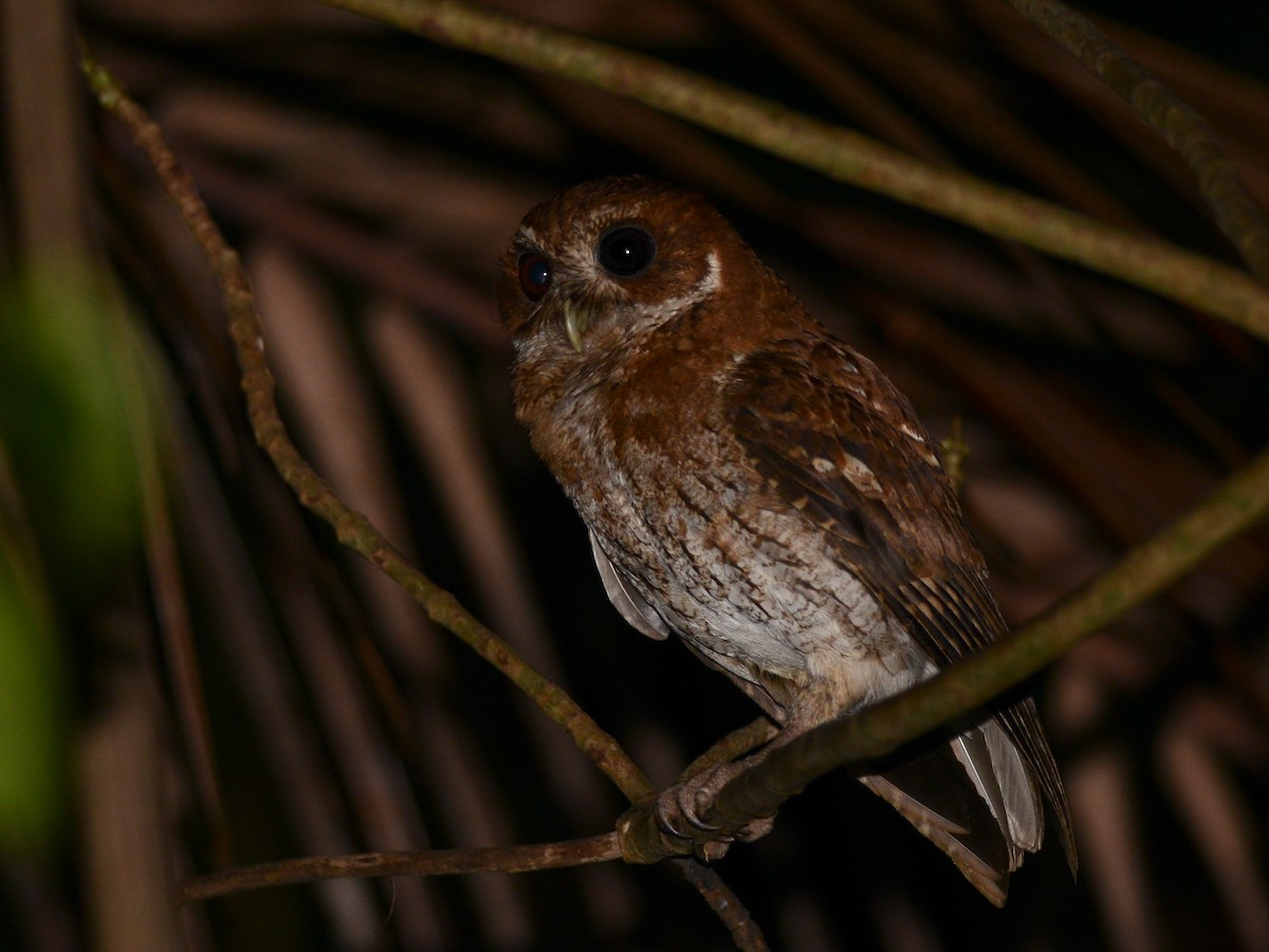 Puerto Rican Owl - ML193231541