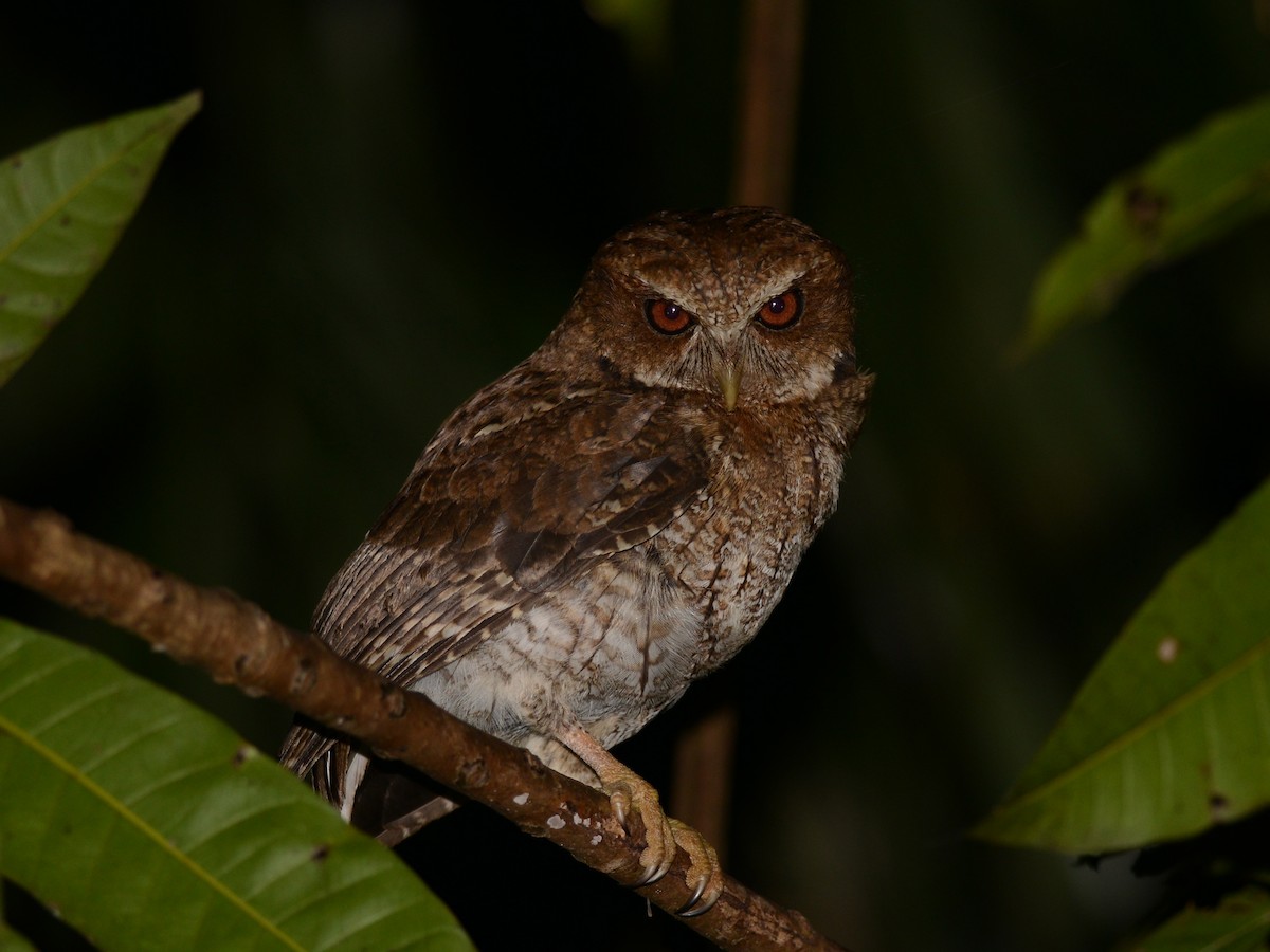 Puerto Rican Owl - ML193231561
