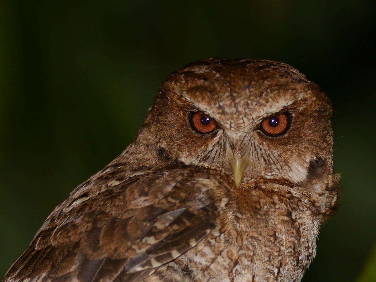 Puerto Rican Owl - ML193231571