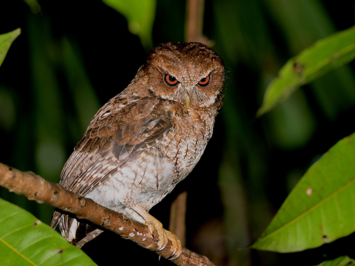 Puerto Rican Owl - Alan Van Norman