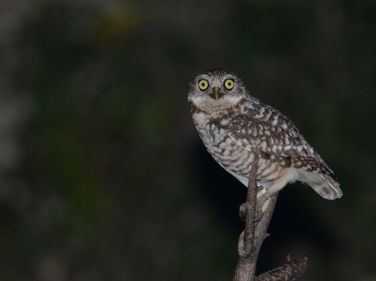 Burrowing Owl - ML193232891