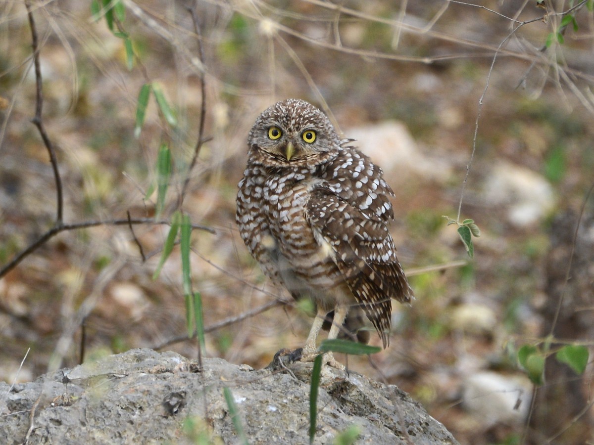 Burrowing Owl - ML193233121