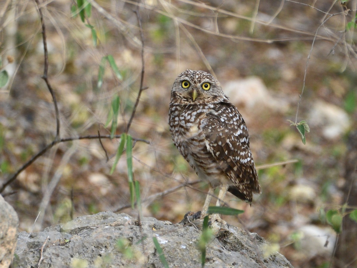 Burrowing Owl - ML193233141