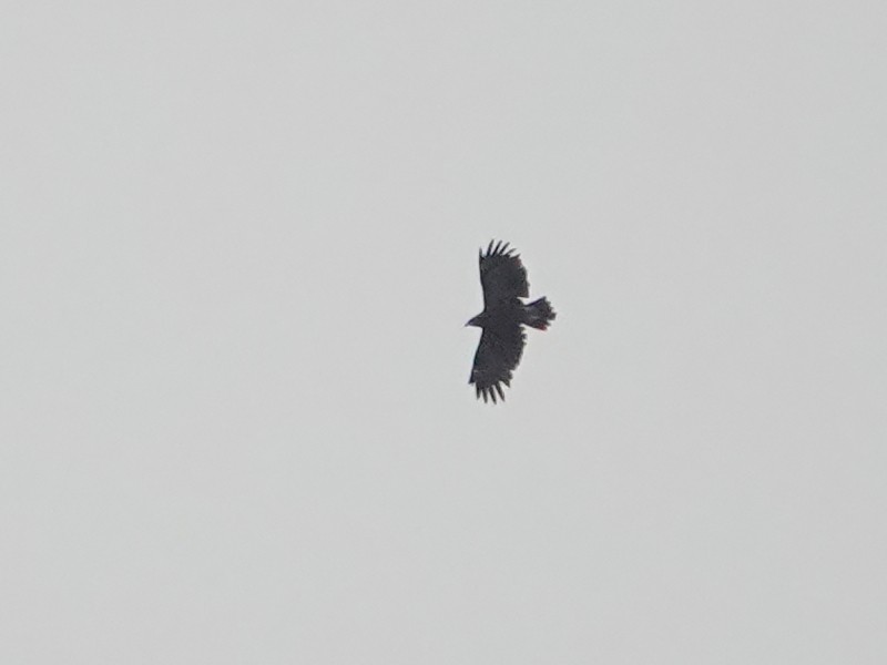 Greater Spotted Eagle - ML193233381