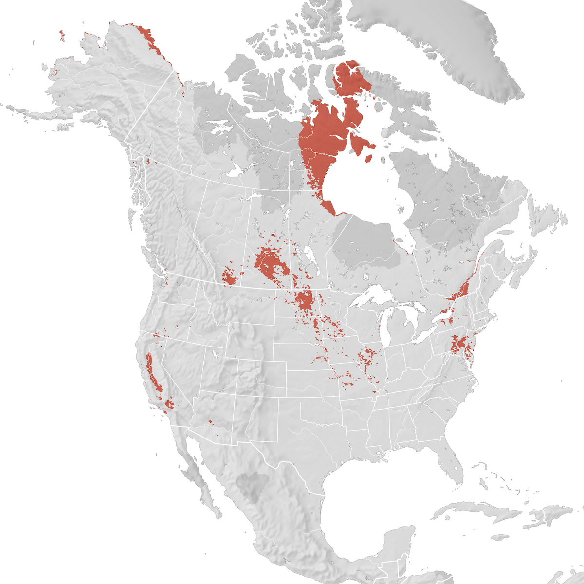 Snow Goose Range Map Breeding Ebird Status And Trends