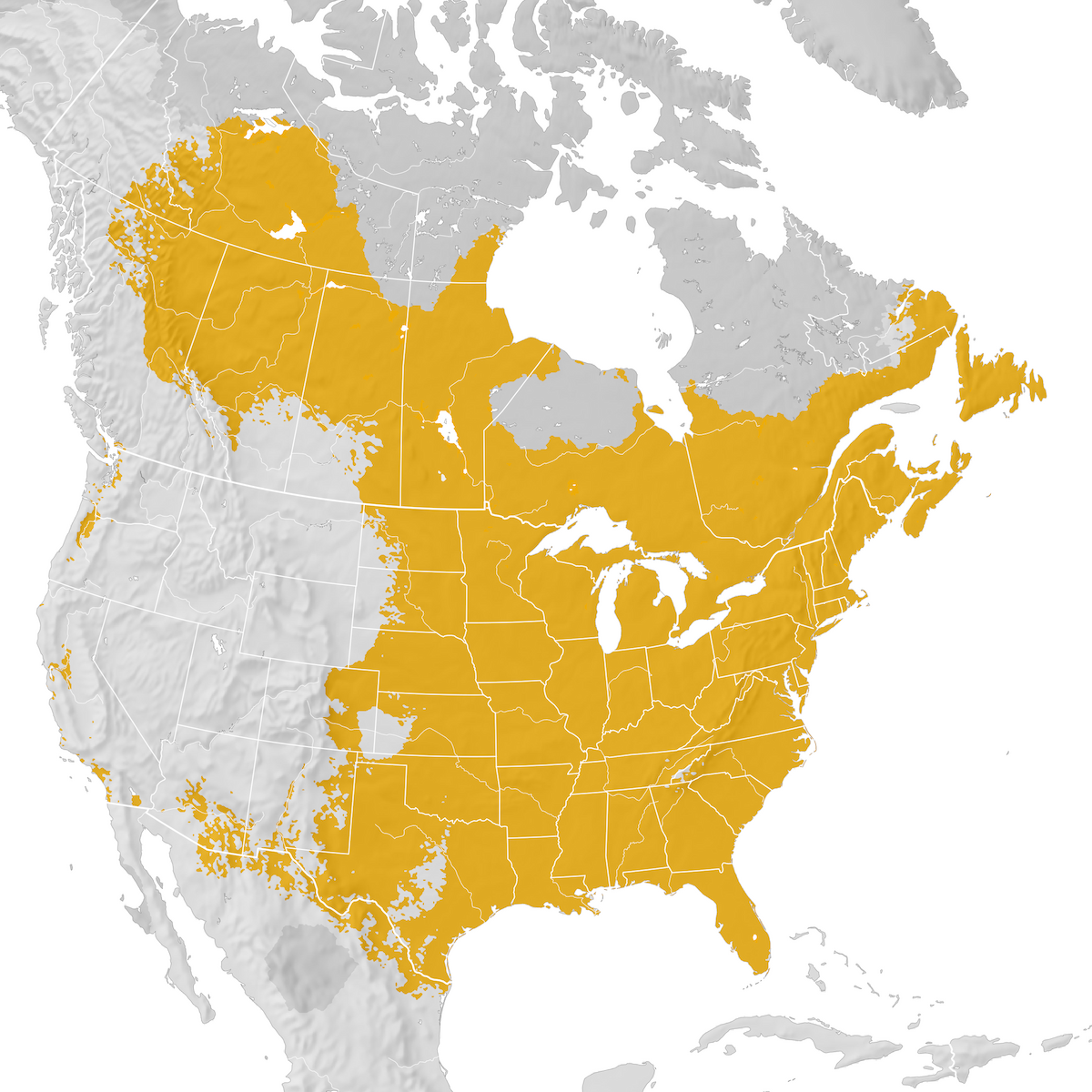 Swamp Sparrow Range map Prebreeding migration eBird Status and Trends