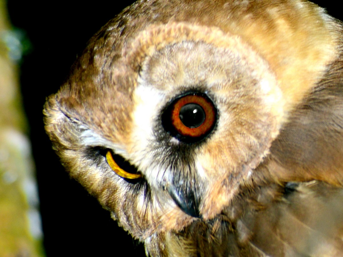Unspotted Saw-whet Owl - ML193236651