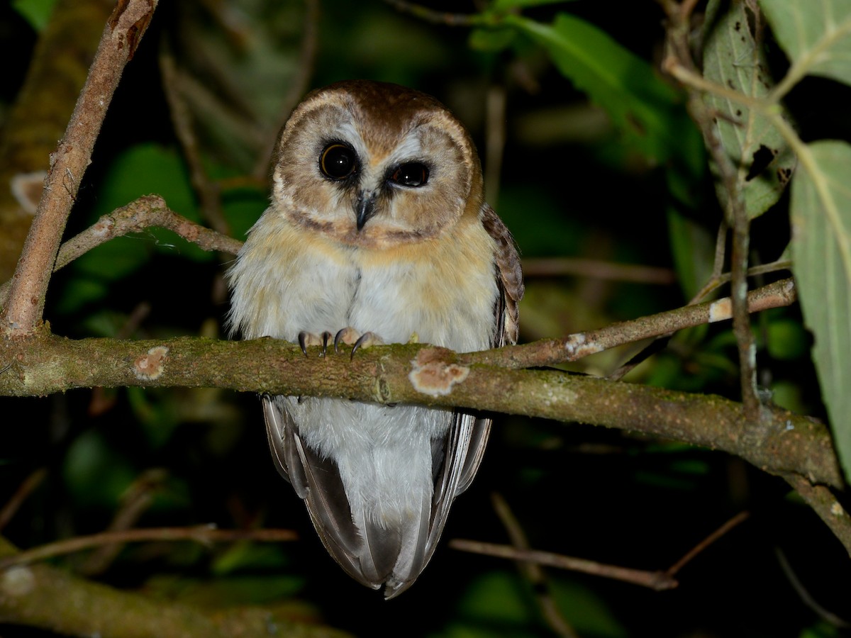 Unspotted Saw-whet Owl - ML193236731