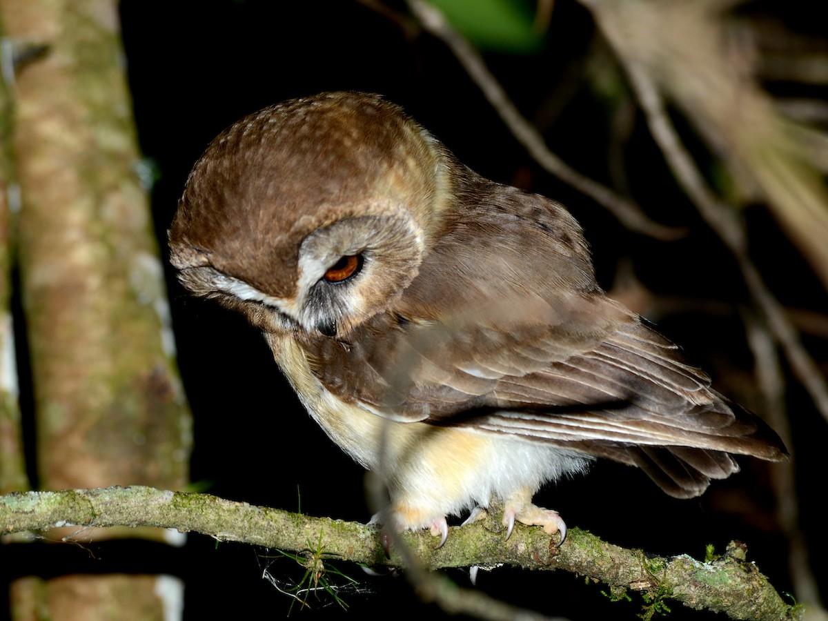 Unspotted Saw-whet Owl - ML193237181