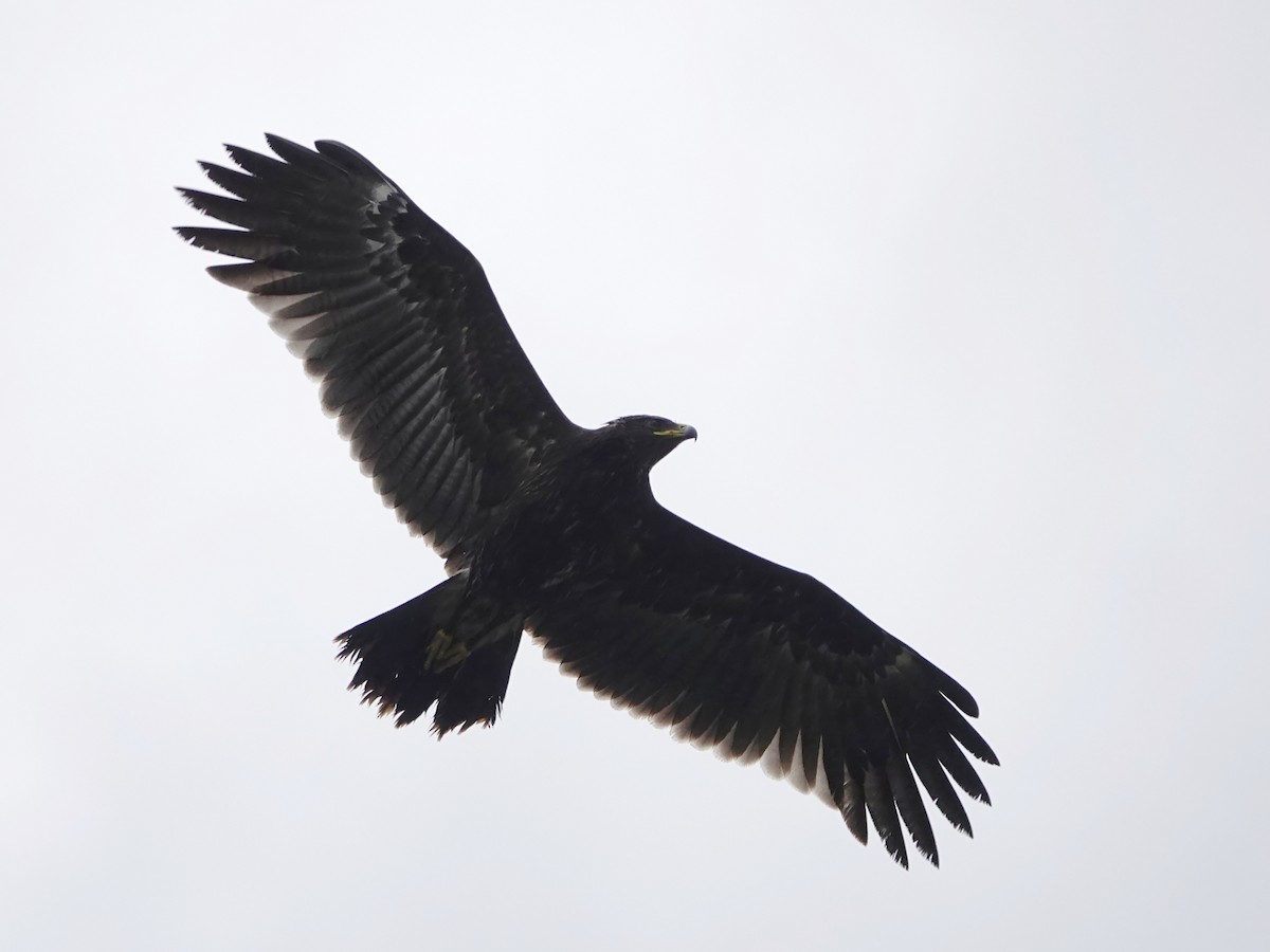 Greater Spotted Eagle - ML193237621